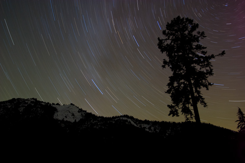 Tree Silhouette And Star Trails